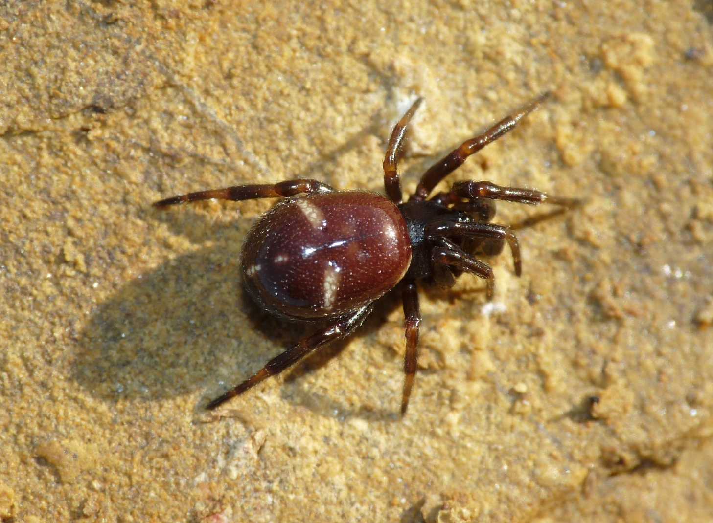 Asagena phalerata.